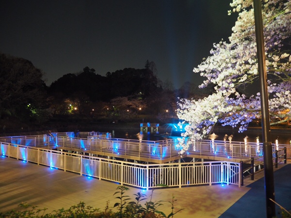 朝倉市 花見