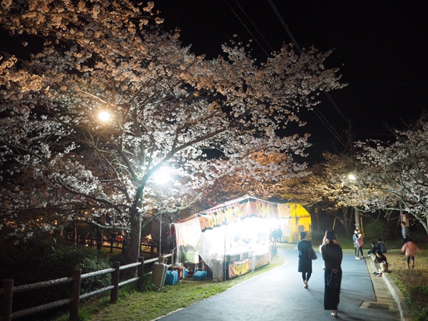 甘木公園 桜